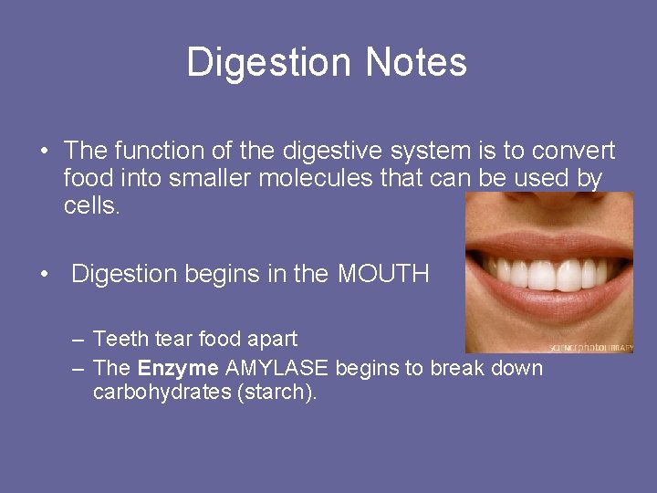 Digestion Notes • The function of the digestive system is to convert food into