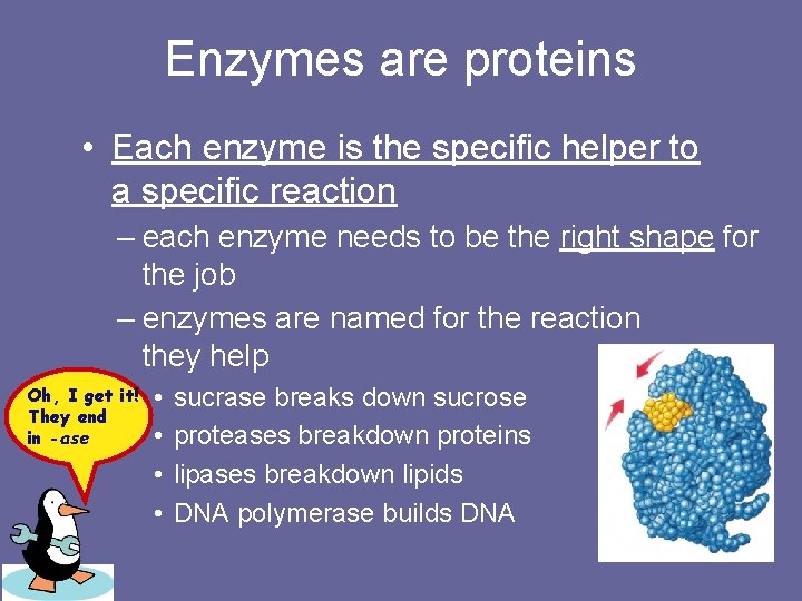 Enzymes are proteins • Each enzyme is the specific helper to a specific reaction