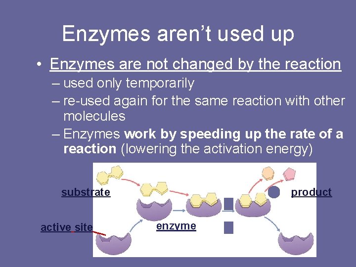 Enzymes aren’t used up • Enzymes are not changed by the reaction – used