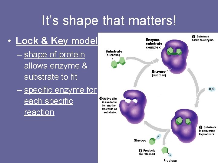 It’s shape that matters! • Lock & Key model – shape of protein allows
