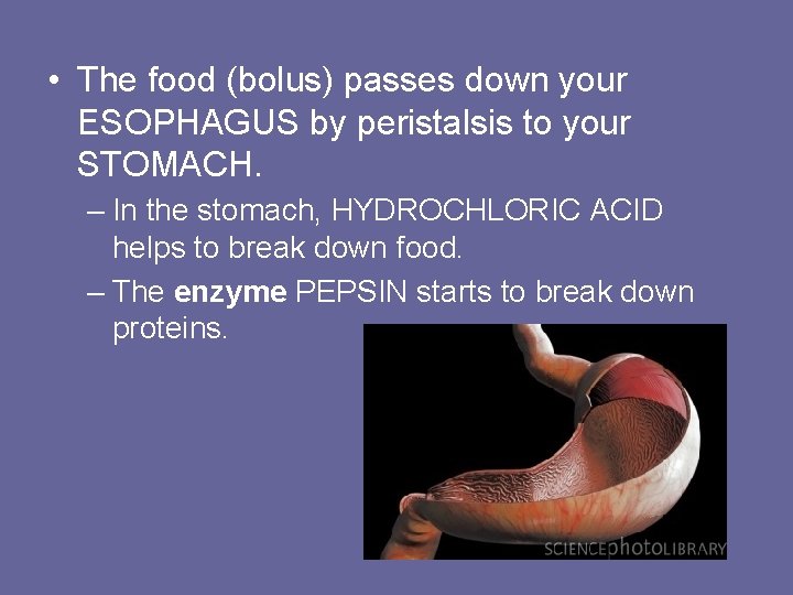  • The food (bolus) passes down your ESOPHAGUS by peristalsis to your STOMACH.