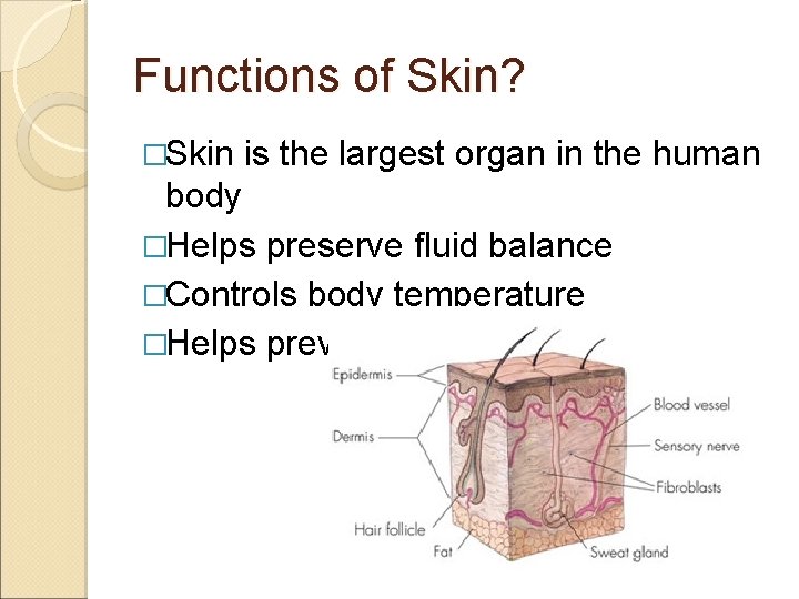 Functions of Skin? �Skin is the largest organ in the human body �Helps preserve