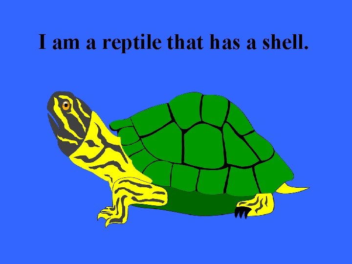 I am a reptile that has a shell. 