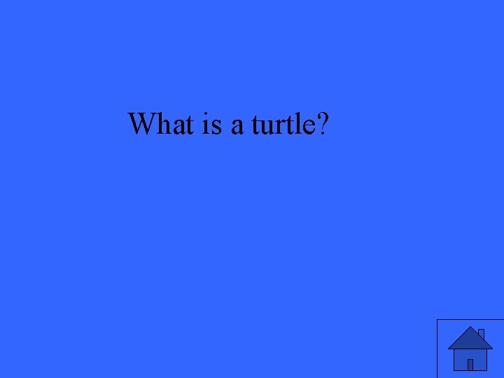 What is a turtle? 