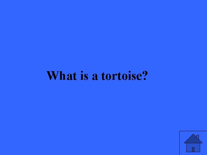 What is a tortoise? 