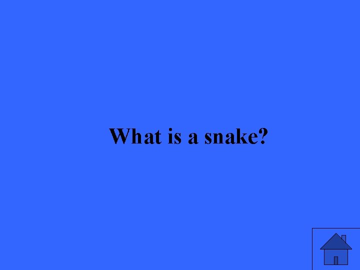 What is a snake? 