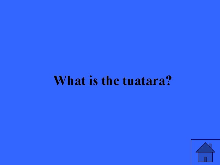 What is the tuatara? 