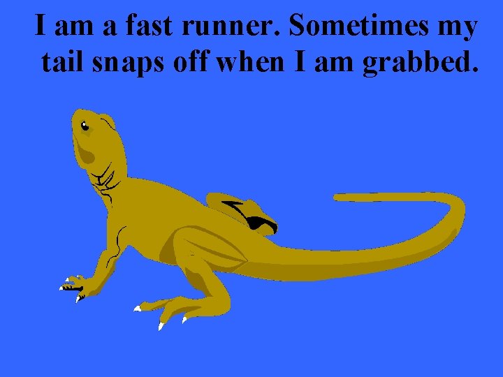 I am a fast runner. Sometimes my tail snaps off when I am grabbed.
