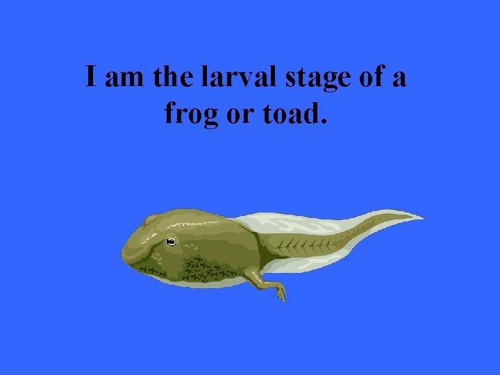 I am the larval stage of a frog or toad. 