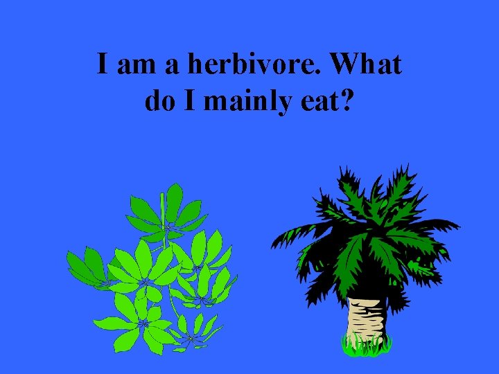 I am a herbivore. What do I mainly eat? 