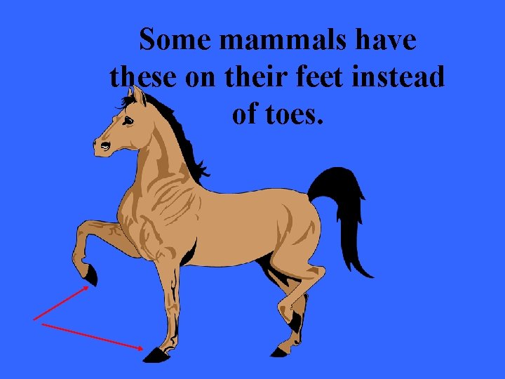 Some mammals have these on their feet instead of toes. 