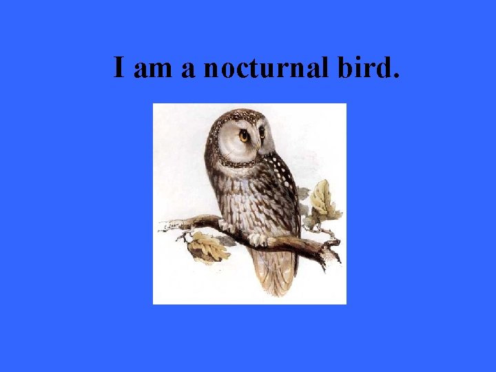I am a nocturnal bird. 