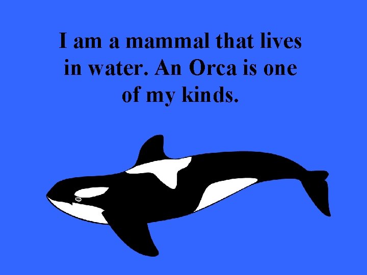 I am a mammal that lives in water. An Orca is one of my