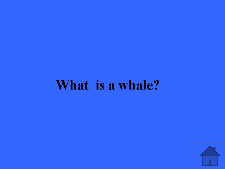 What is a whale? 