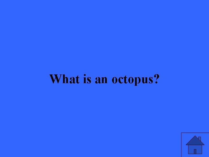 What is an octopus? 