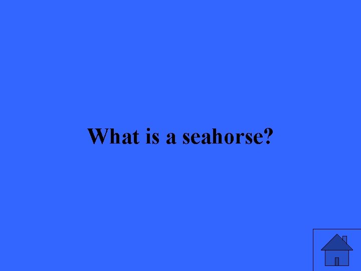 What is a seahorse? 