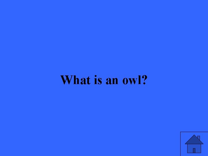 What is an owl? 