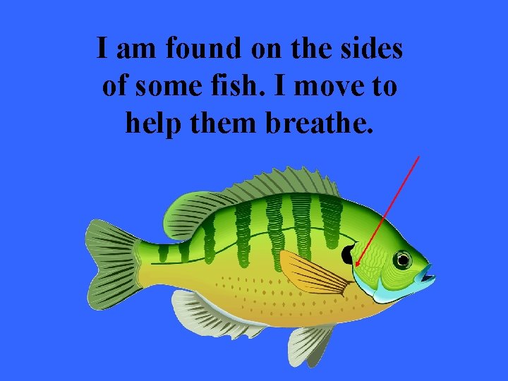 I am found on the sides of some fish. I move to help them