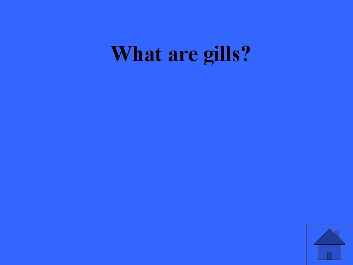 What are gills? 