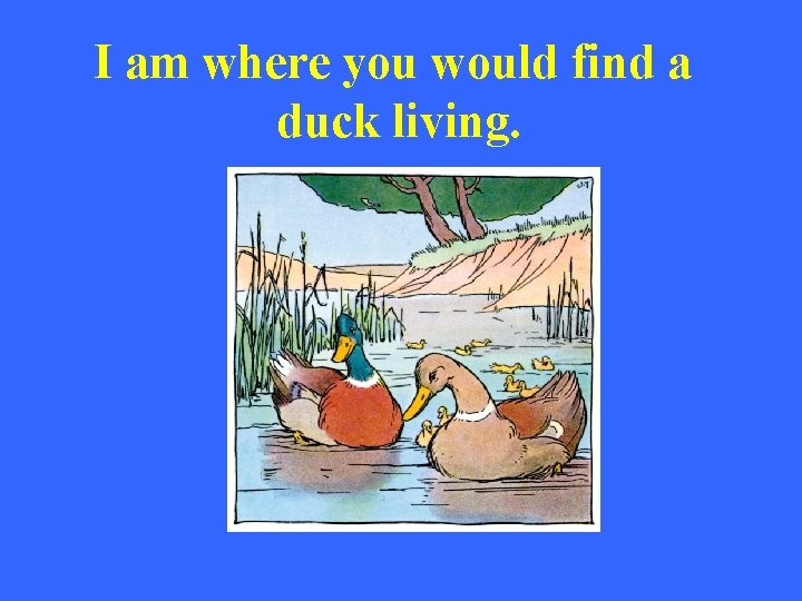 I am where you would find a duck living. 
