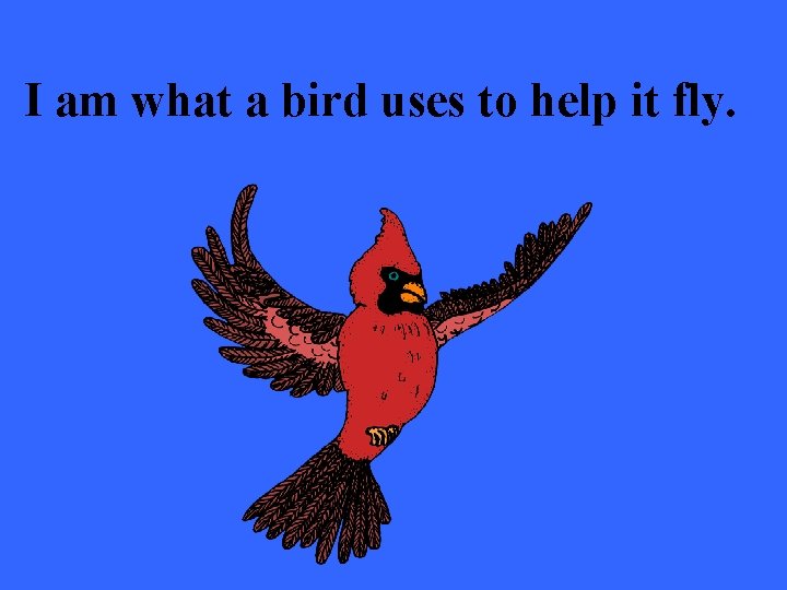 I am what a bird uses to help it fly. 