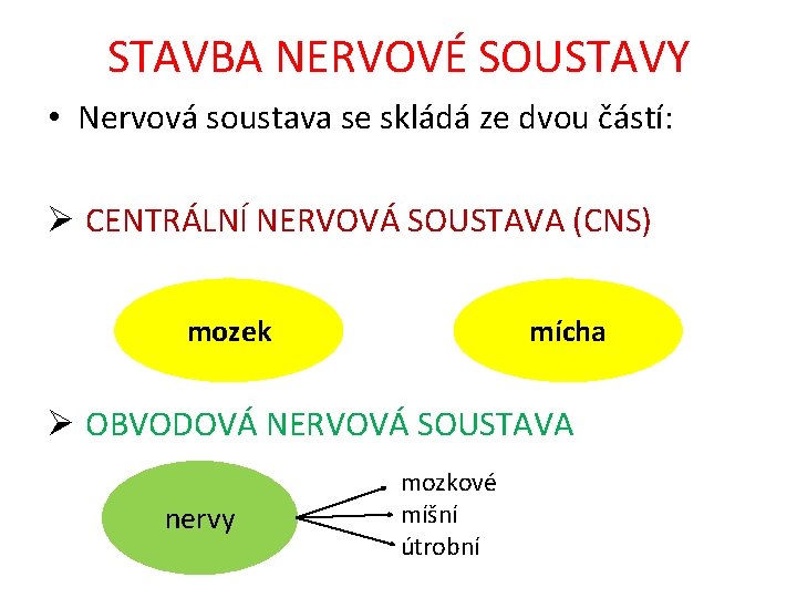 STAVBA NERVOVÉ SOUSTAVY • Nervová soustava se skládá ze dvou částí: Ø CENTRÁLNÍ NERVOVÁ