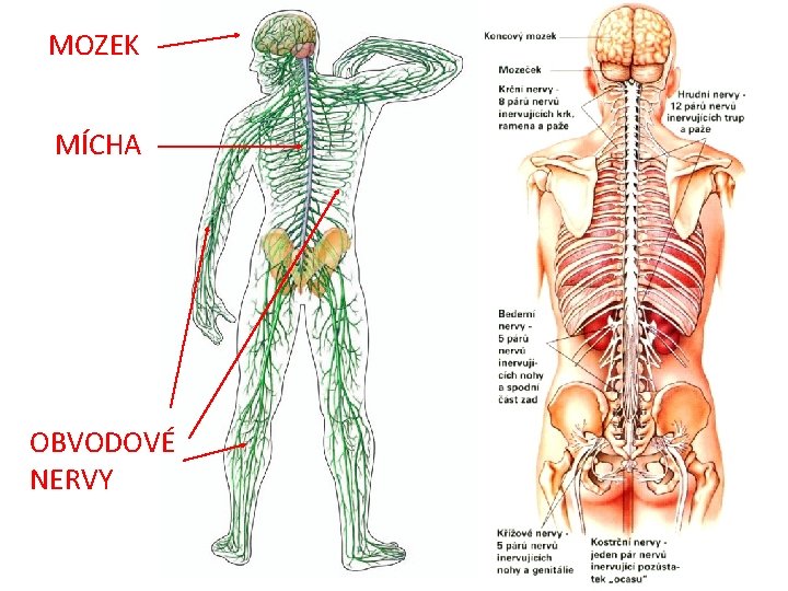 MOZEK MÍCHA OBVODOVÉ NERVY 