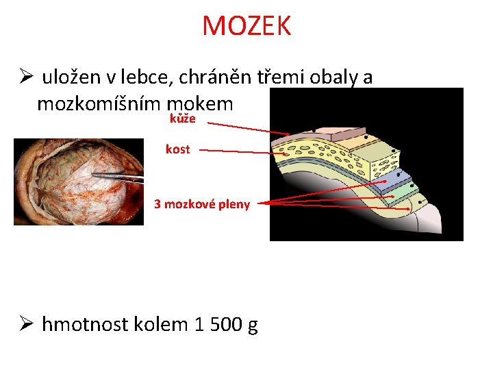 MOZEK Ø uložen v lebce, chráněn třemi obaly a mozkomíšním mokem kůže kost 3