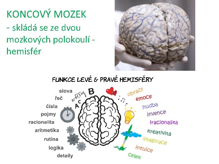 KONCOVÝ MOZEK - skládá se ze dvou mozkových polokoulí hemisfér 