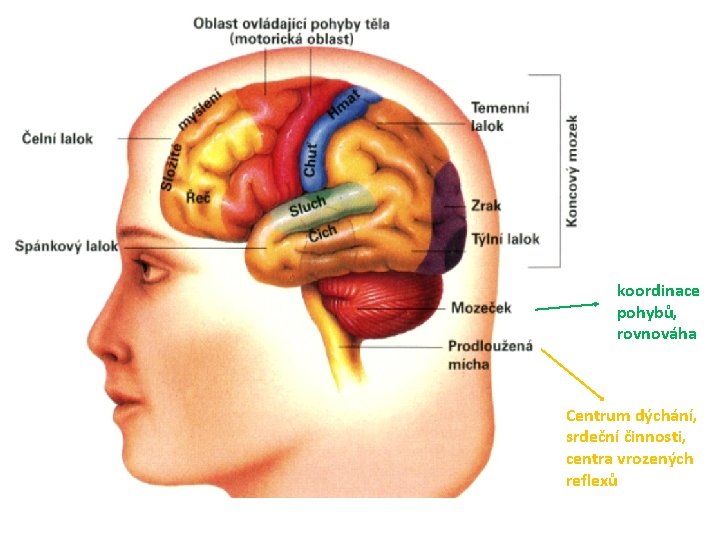 koordinace pohybů, rovnováha Centrum dýchání, srdeční činnosti, centra vrozených reflexů 