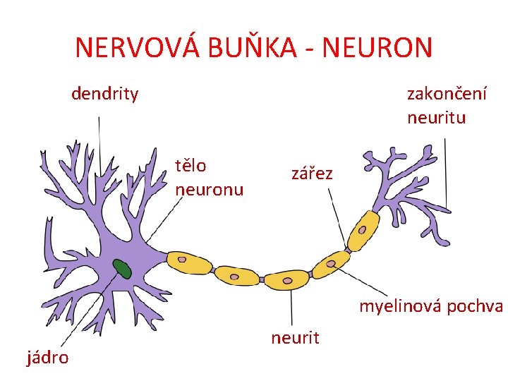 NERVOVÁ BUŇKA - NEURON dendrity zakončení neuritu tělo neuronu zářez myelinová pochva jádro neurit