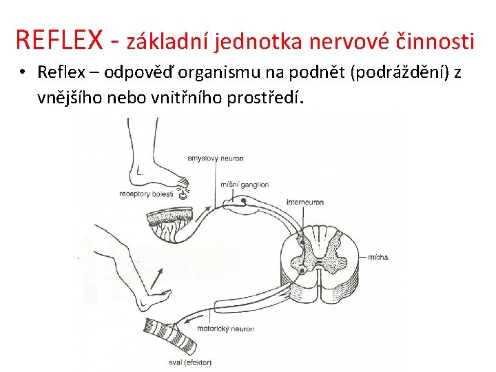 REFLEX - základní jednotka nervové činnosti • Reflex – odpověď organismu na podnět (podráždění)