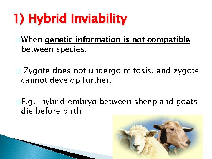 1) Hybrid Inviability � When genetic information is not compatible between species. � Zygote