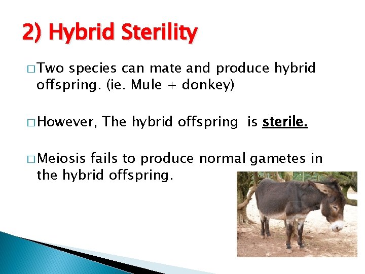 2) Hybrid Sterility � Two species can mate and produce hybrid offspring. (ie. Mule