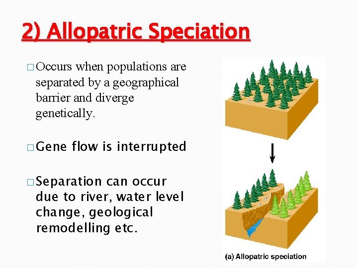 2) Allopatric Speciation � Occurs when populations are separated by a geographical barrier and