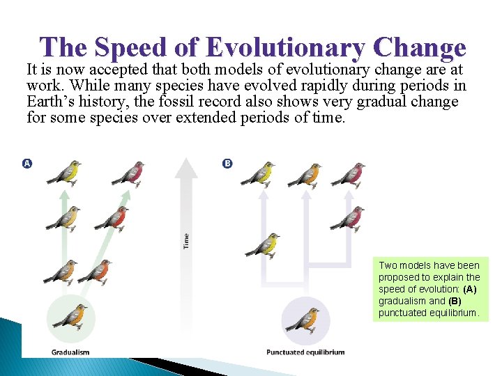 UNIT 3 Chapter 9: Evolution and Speciation Section 9. 2 The Speed of Evolutionary