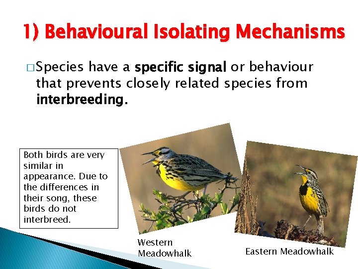 1) Behavioural Isolating Mechanisms � Species have a specific signal or behaviour that prevents