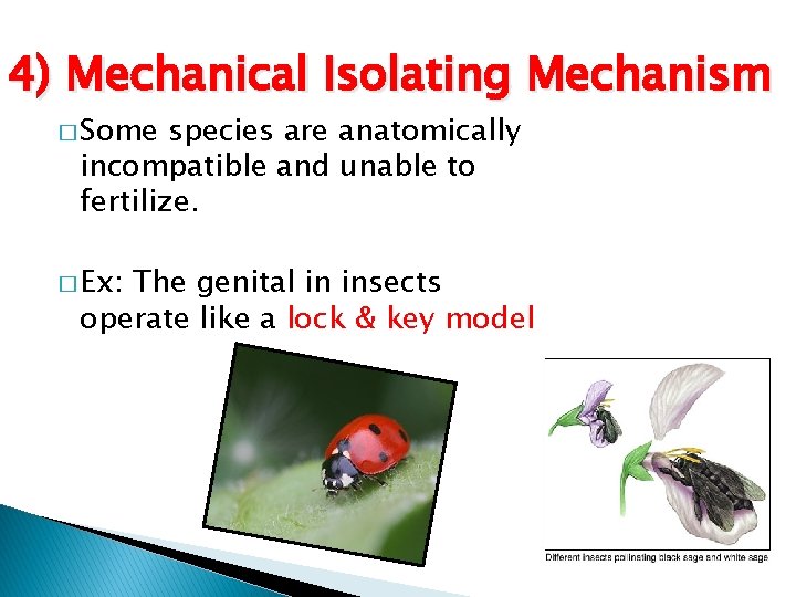 4) Mechanical Isolating Mechanism � Some species are anatomically incompatible and unable to fertilize.