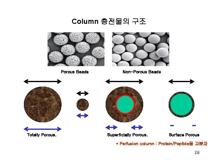 Column 충전물의 구조 Porous Beads Totally Porous, Non-Porous Beads Superficially Porous, Surface Porous *