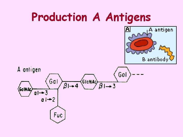 Production A Antigens 