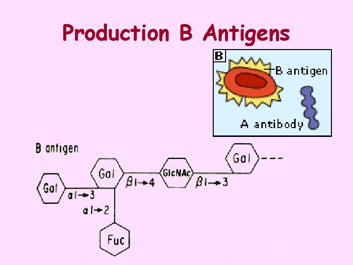 Production B Antigens 