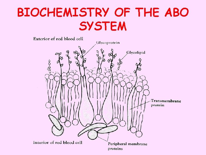 BIOCHEMISTRY OF THE ABO SYSTEM 