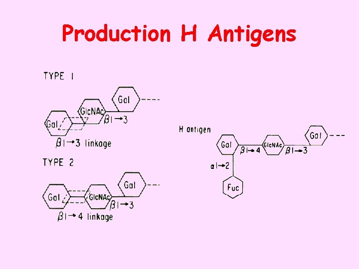 Production H Antigens 