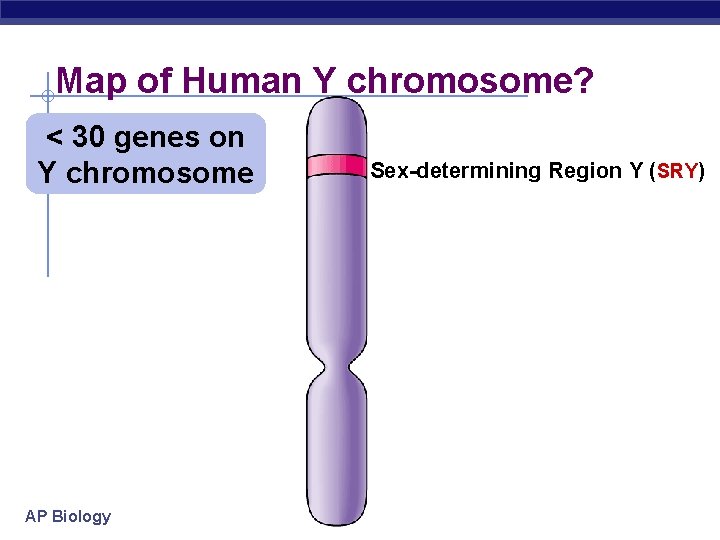 Map of Human Y chromosome? < 30 genes on Y chromosome AP Biology Sex-determining