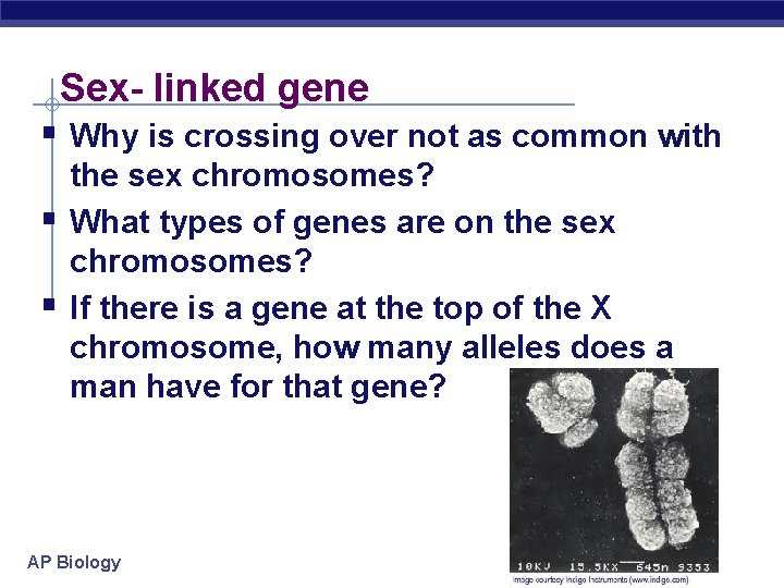 Sex- linked gene § Why is crossing over not as common with § §