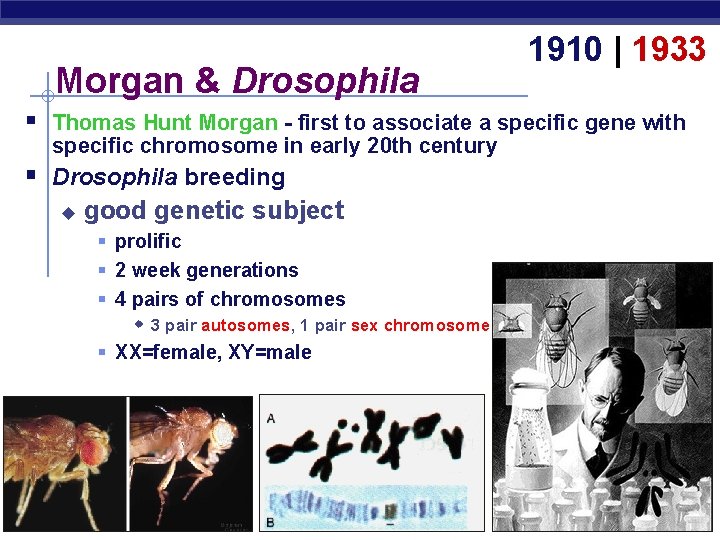 Morgan & Drosophila 1910 | 1933 § Thomas Hunt Morgan - first to associate