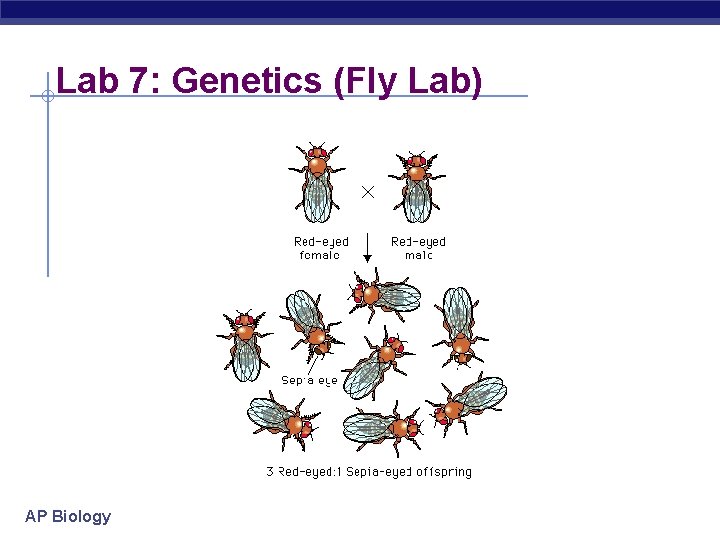 Lab 7: Genetics (Fly Lab) AP Biology 