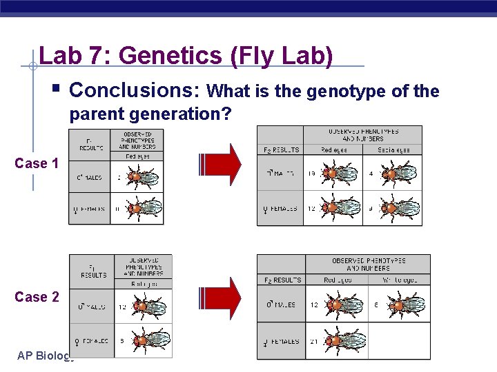 Lab 7: Genetics (Fly Lab) § Conclusions: What is the genotype of the parent