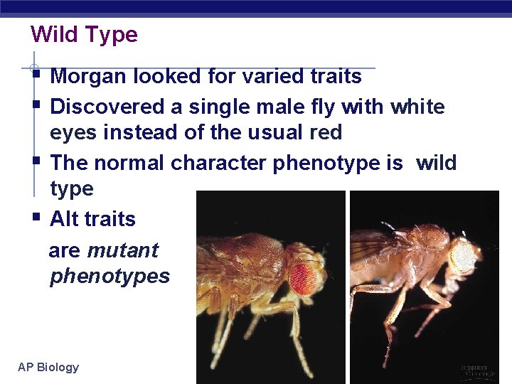 Wild Type § Morgan looked for varied traits § Discovered a single male fly