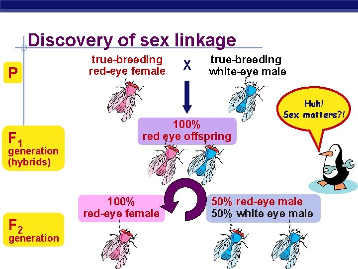Discovery of sex linkage P F 1 true-breeding red-eye female X true-breeding white-eye male